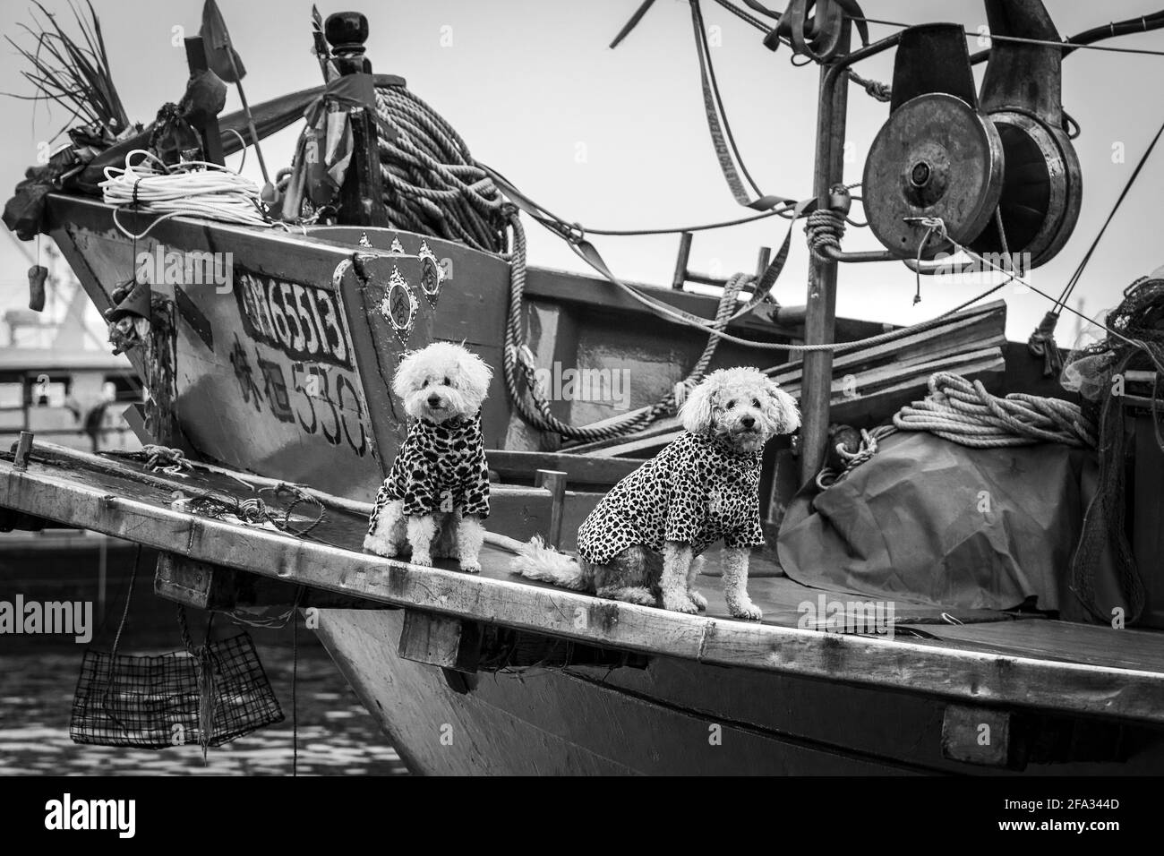 Deux chiens Cockapoo en vestes assorties à bord d'un navire dans le port de Victoria, Hong-Kong, Chine. Image monochrome. Banque D'Images