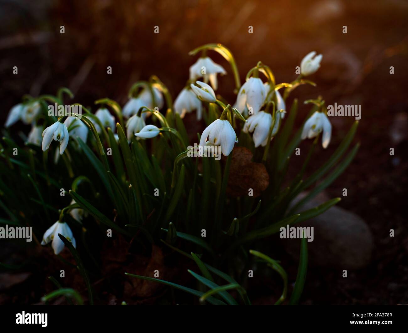 Des bourgeons blancs de gouttes de neige se courbent au coucher du soleil. Mise au point sélective Banque D'Images