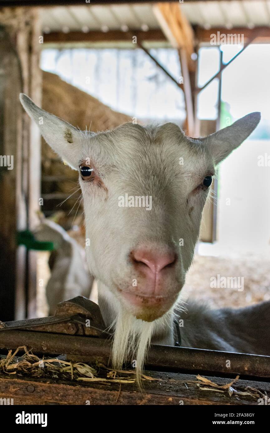portrait de chèvre saanens en décrochage Banque D'Images