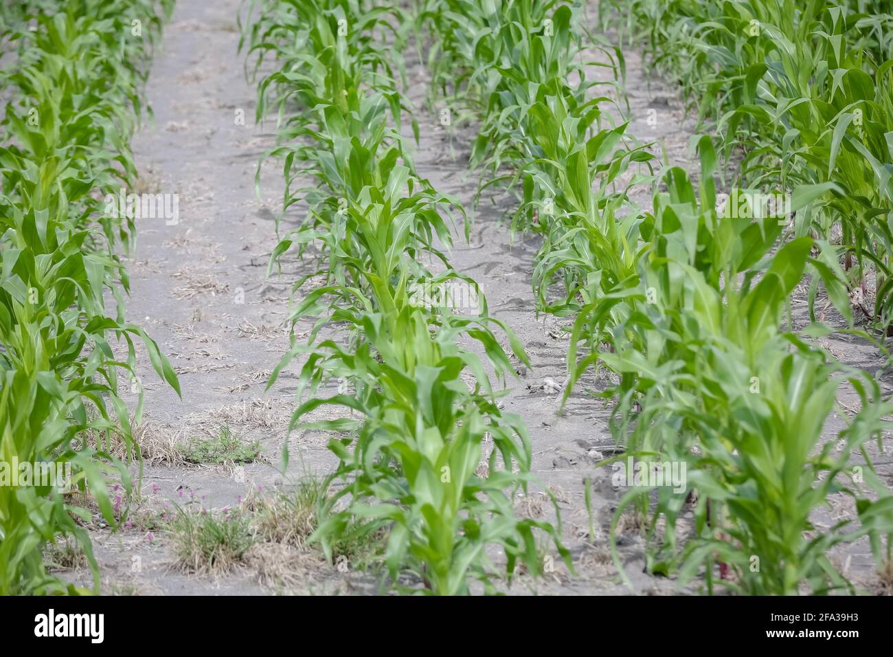 TAUBATÉ, SP - 22.04.2021: TÉCNICAS DE PLANTIO NA CULTURA DO MILHO - la rentabilité de la plantation de maïs dépend de plusieurs techniques. Selon les spécialistes du secteur, l'une des plus pertinentes est d'augmenter la productivité de la culture par l'utilisation appropriée de la fertilisation et de la gestion des sols. Pour augmenter la productivité, un agriculteur doit d'abord travailler avec la rotation de la récolte. Cette mesure réduit déjà l'érosion et la prolifération des ravageurs. La deuxième étape consiste à prendre soin de la couverture de sol. (Photo: Luis Lima Jr/Fotoarena) Banque D'Images