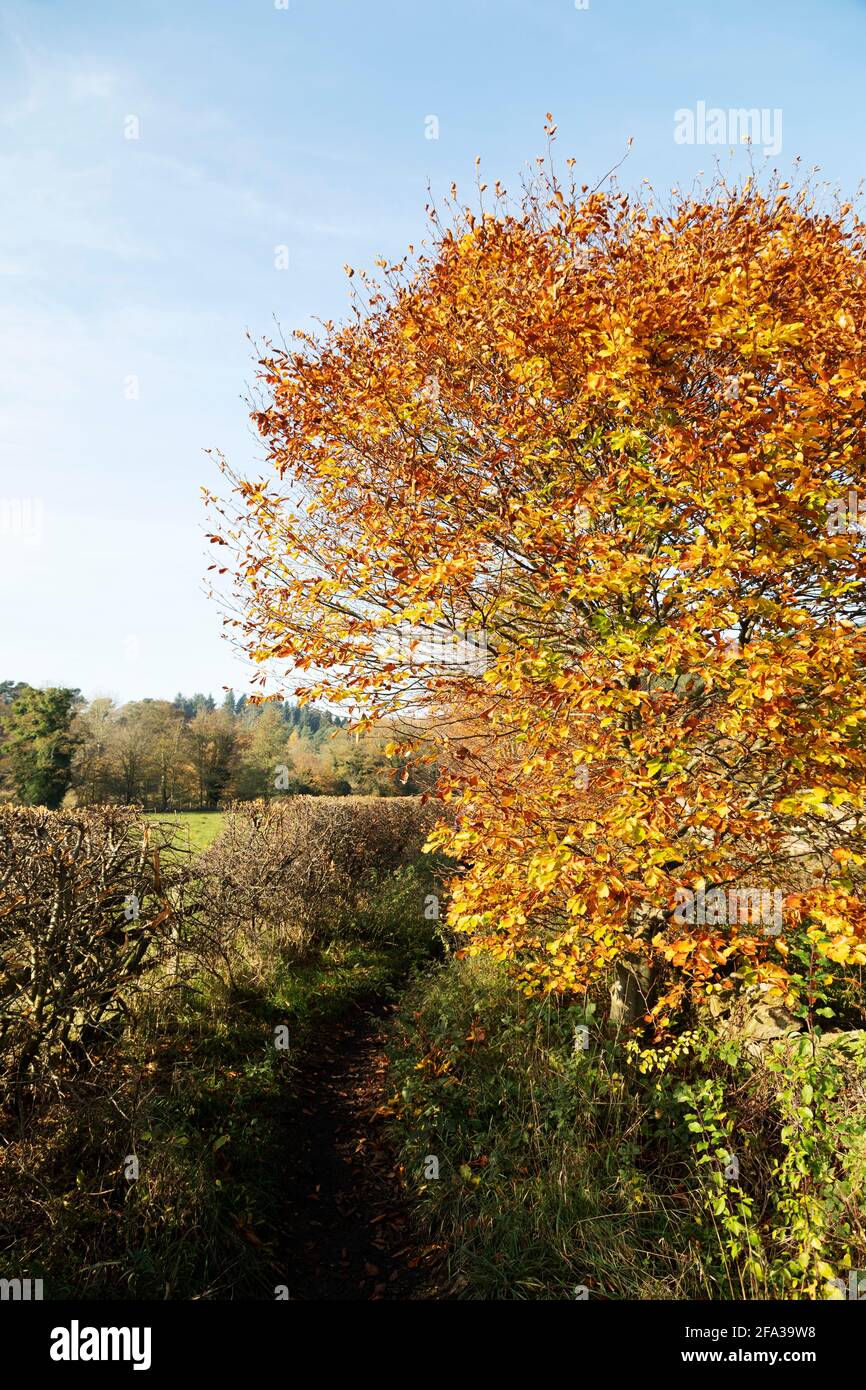 Un arbre avec feuillage d'automne sur le Red Kite Trail dans la forêt à la périphérie de Gateshead dans le nord-est de l'Angleterre. La route circulaire à pied court Banque D'Images