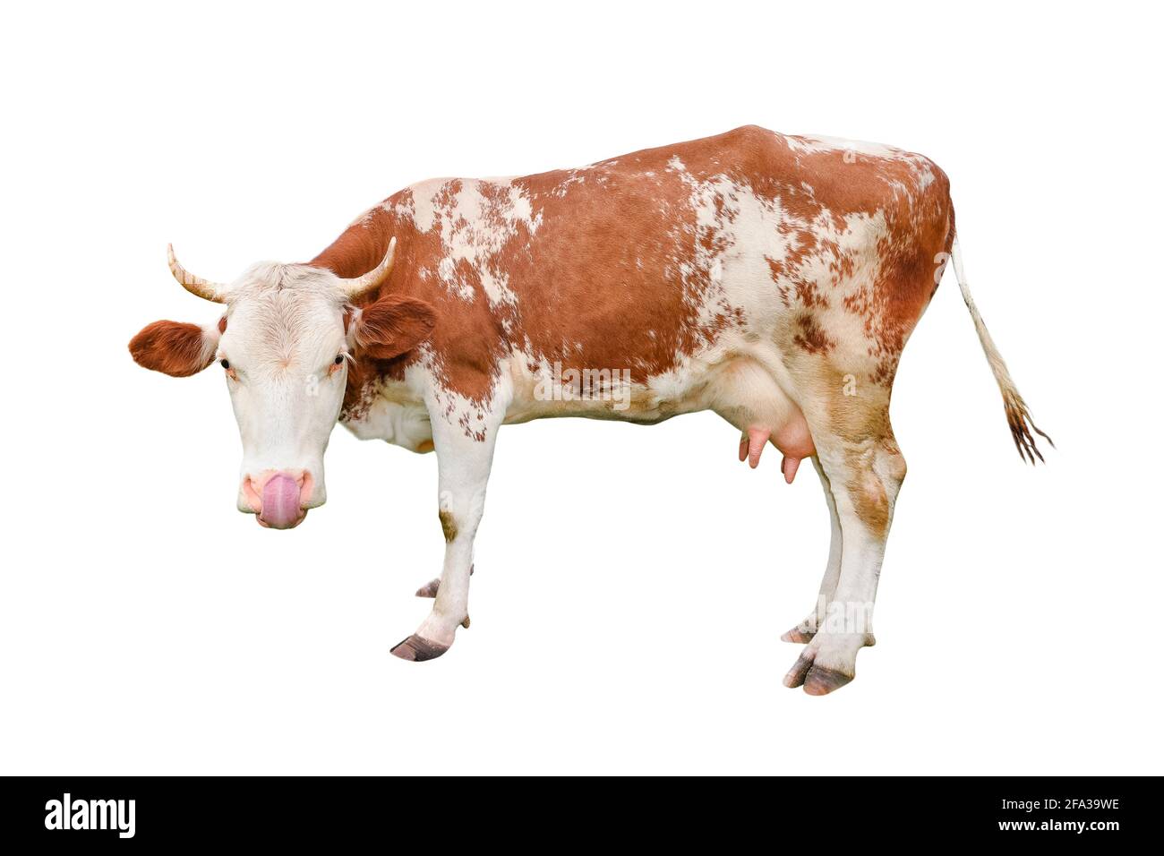 Vache isolée sur blanc. Parlant, drôle curieux, la vache tachetée. debout sur toute la longueur devant le fond blanc. Animaux de ferme. Banque D'Images