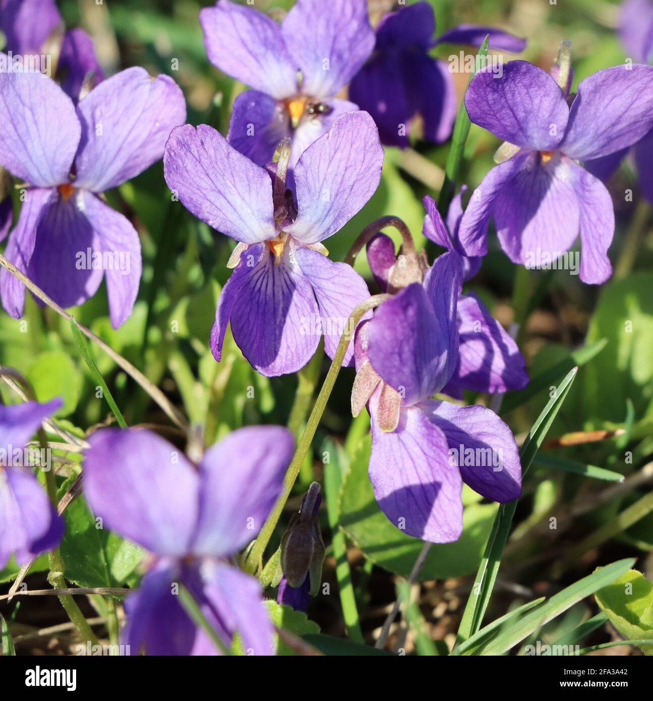 Violet pâle, Violet anglais, Violet commun ou Violet jardin, floraison en gros plan au printemps . Banque D'Images