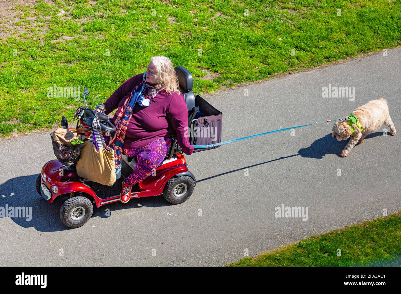 Femme plus âgée sur un scooter électrique qui prend son chien pour Une promenade à Steveston Colombie-Britannique Canada Banque D'Images