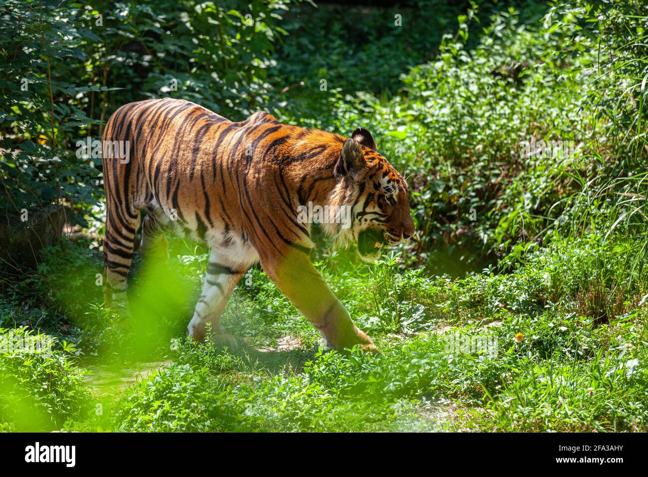 Le tigre, Panthera tigris Linnaeus, est un mammifère carnivore de la famille des félidés. C'est le plus grand des « grands chats ». Lyon, France Banque D'Images