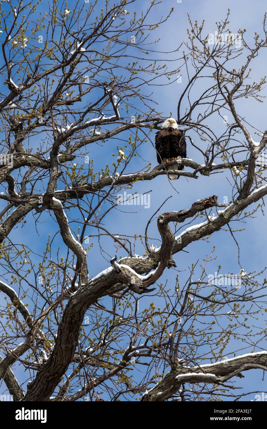 Detroit, Michigan - UN aigle à tête blanche traverse un arbre près de la rivière Detroit sur Belle Isle, un parc régional urbain. Banque D'Images