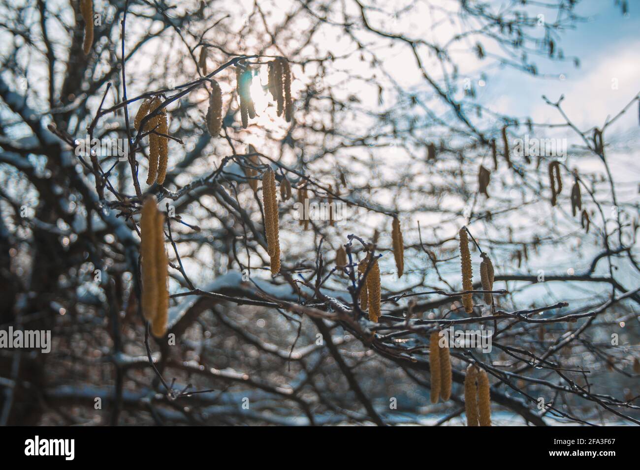 Gros plan sur le bouleau et les fruits congelés. Paysage d'hiver dans le parc de la ville de Braunschweig, Basse-Saxe, Allemagne. Banque D'Images