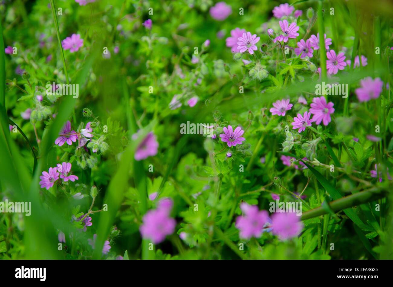 Champ vert avec beaucoup de petites fleurs violettes. Petites fleurs  violettes sauvages dans l'herbe Photo Stock - Alamy