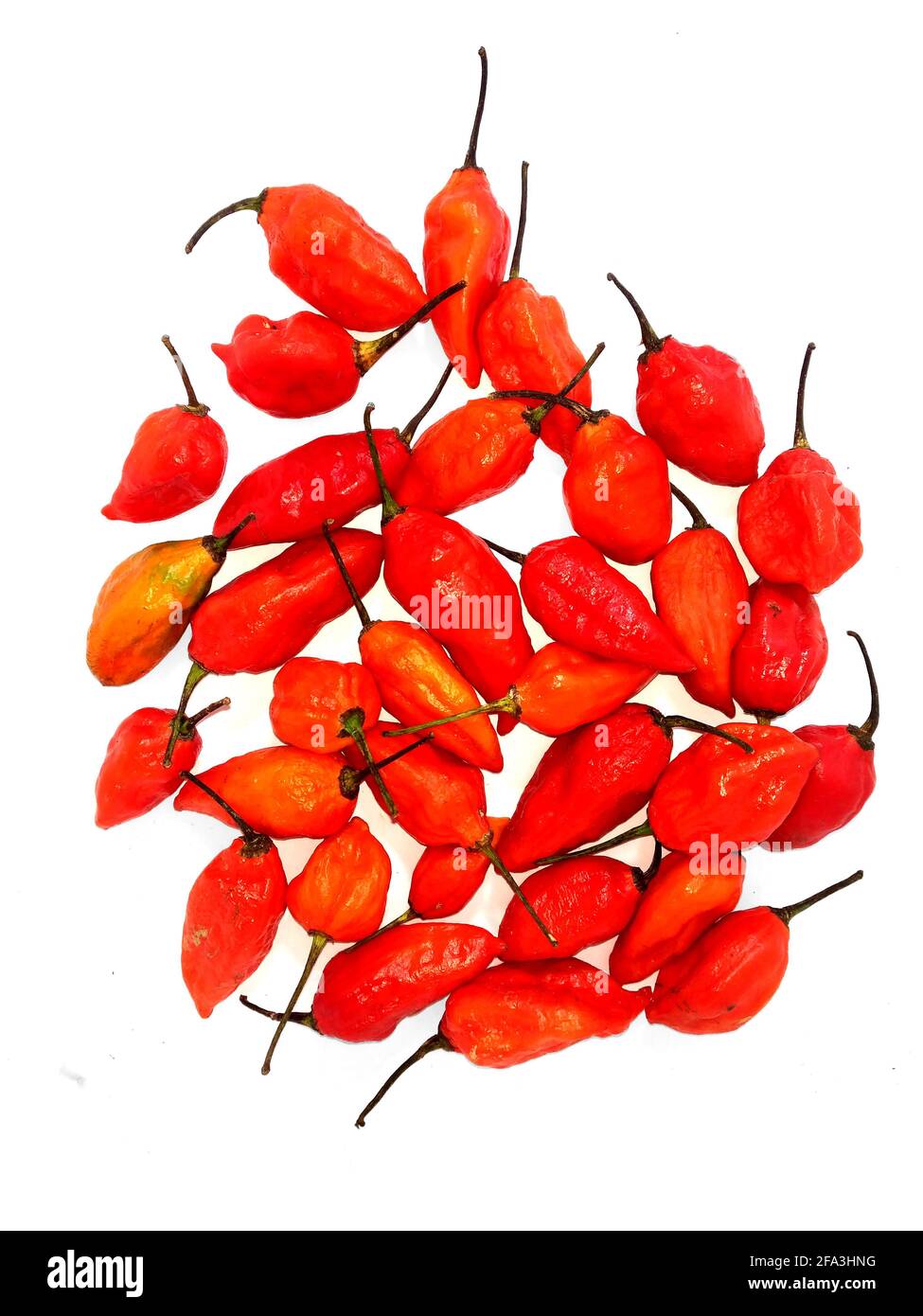 bhut jolokia ghost pepper isolé sur fond blanc. ghost pepper page border .bhut jolokia ghost pepper isolé sur fond blanc.bhut jolokia . Banque D'Images