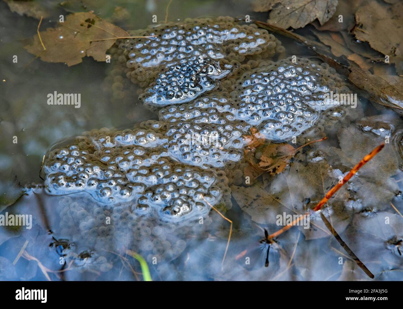 Une grenouille fraie dans les eaux. Œufs dans une souche sur le point d'éclore dans des têtards. Banque D'Images