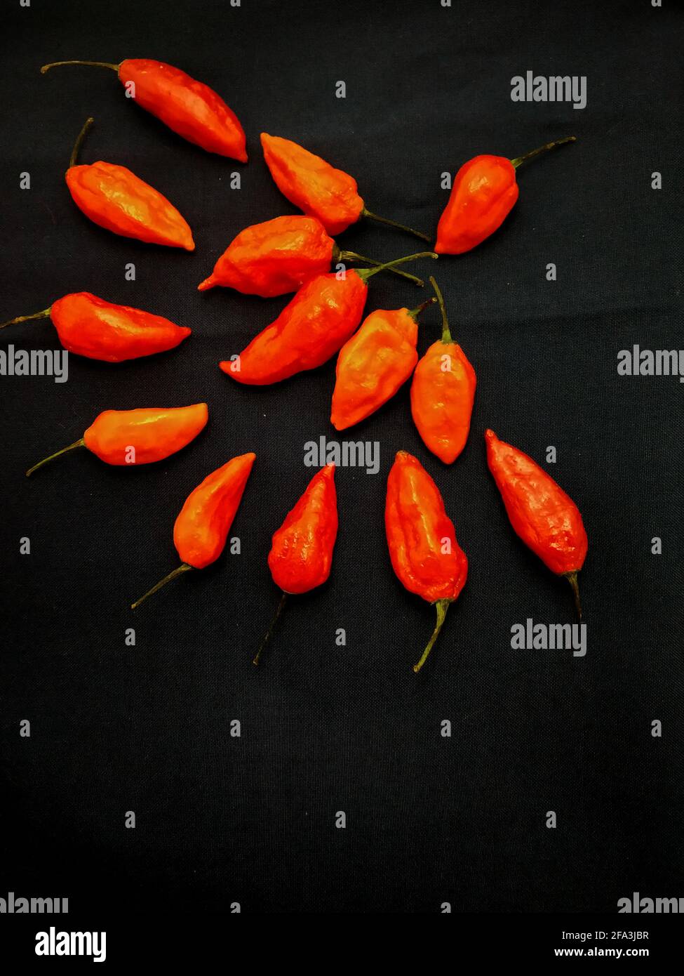 bhut jolokia ghost pepper sort d'une tasse sur fond noir.ghost pepper ( bhut jolokia ) bordure sur fond noir tissu texture. Banque D'Images