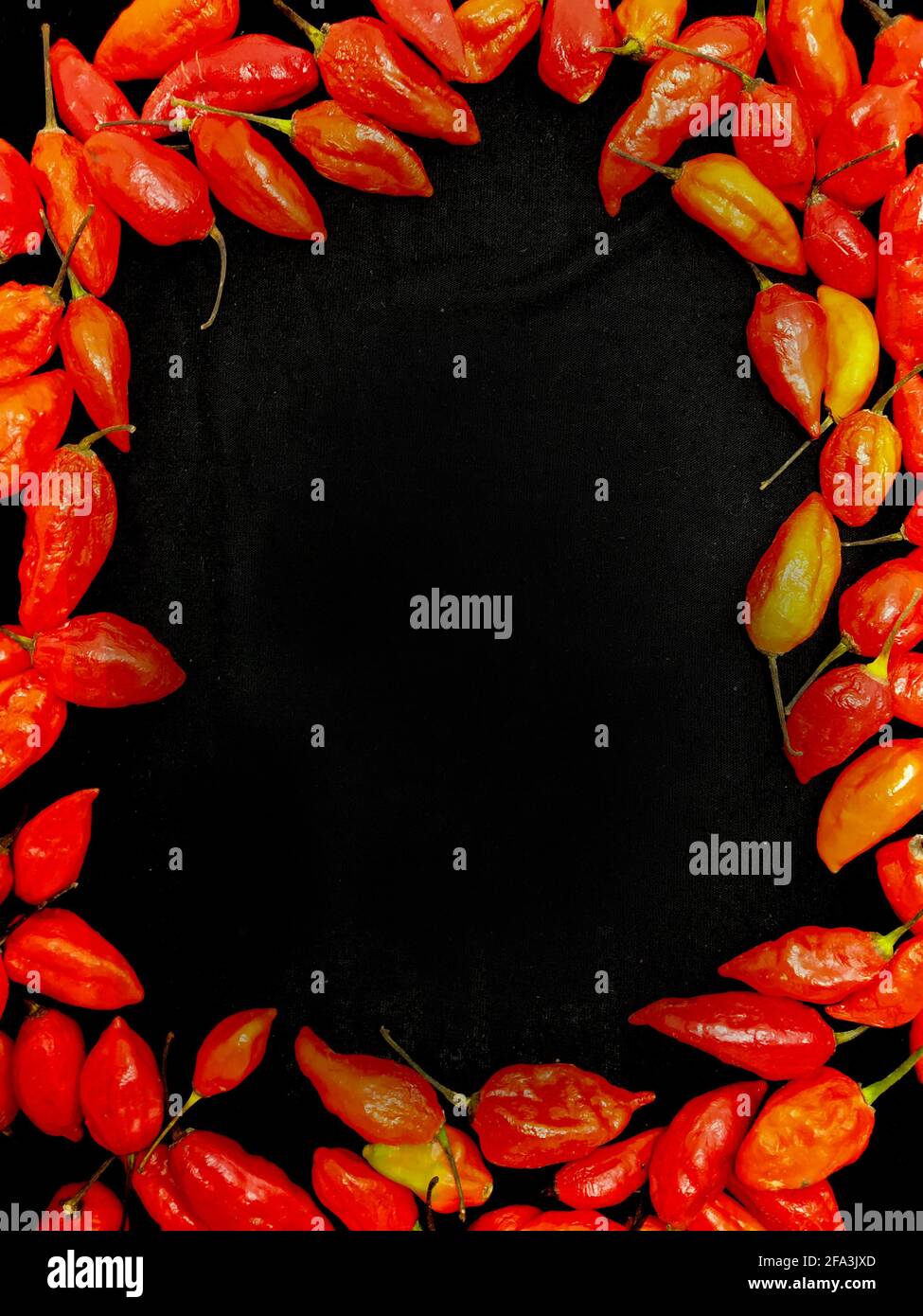 bhut jolokia ghost pepper sort d'une tasse sur fond noir.ghost pepper ( bhut jolokia ) bordure sur fond noir tissu texture. Banque D'Images