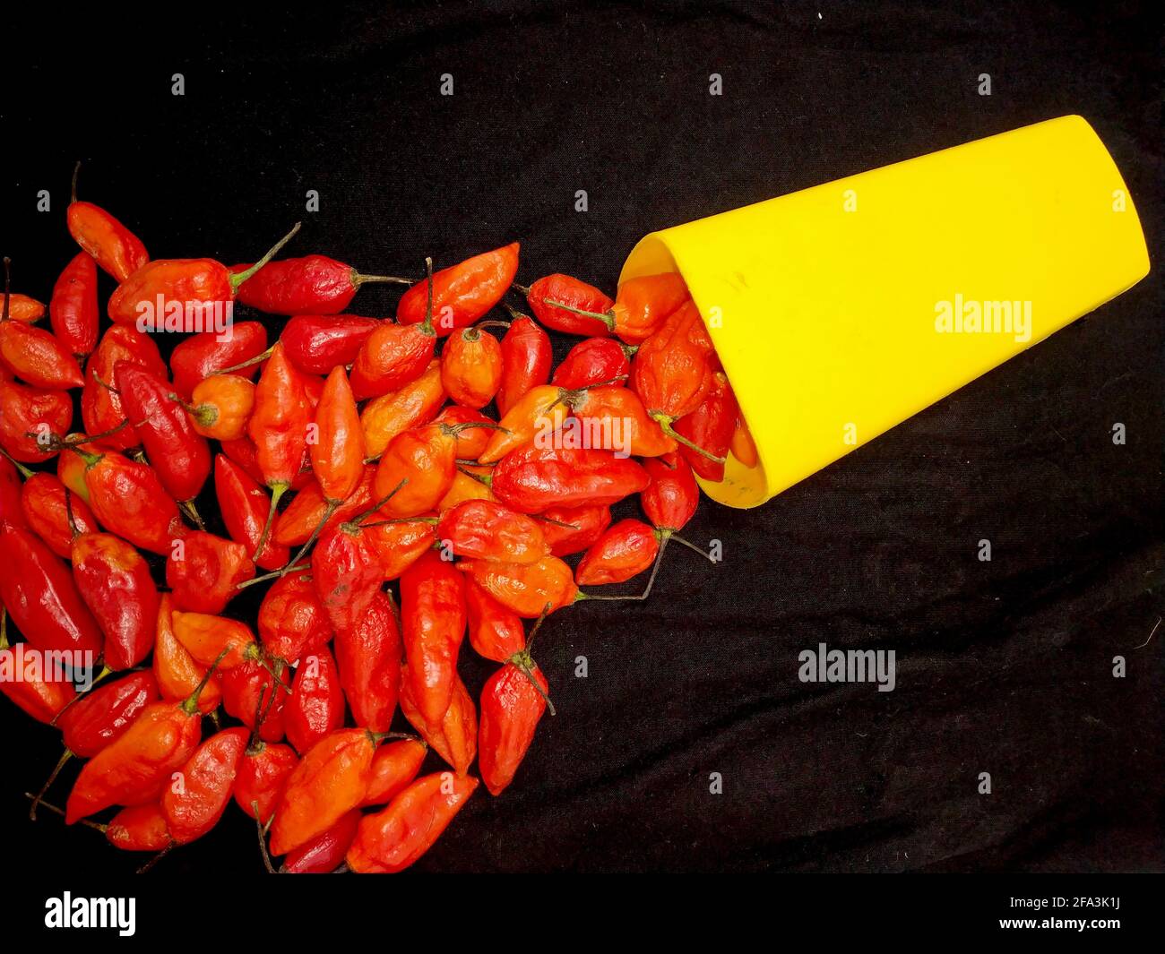 bhut jolokia ghost pepper sort d'une tasse sur fond noir.ghost pepper ( bhut jolokia ) bordure sur fond noir tissu texture. Banque D'Images