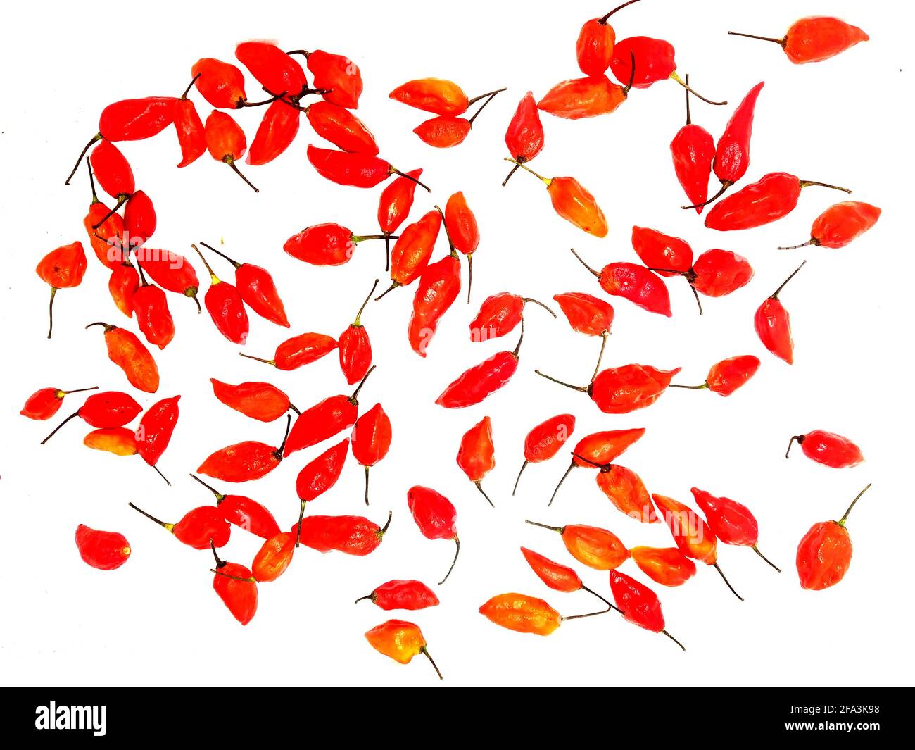 bhut jolokia ghost pepper isolé sur fond blanc. ghost pepper page border .bhut jolokia ghost pepper isolé sur fond blanc.bhut jolokia . Banque D'Images