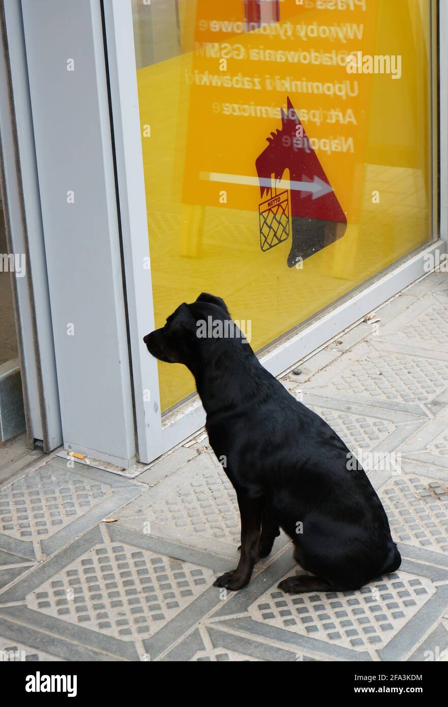 POZNAN, POLOGNE - 09 juin 2013 : chien noir ressemblant au logo du supermarché devant l'entrée Banque D'Images