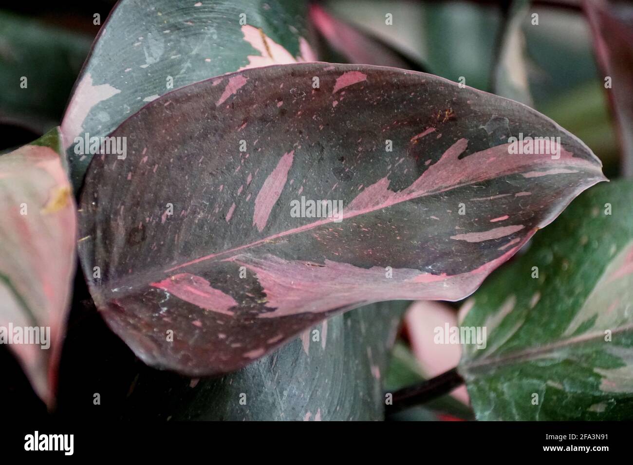 Belle feuille de Philodendron Pink Princess Banque D'Images