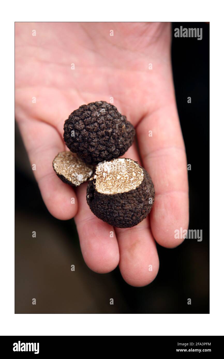 Truffes..... dr. Paul Thomas, un entrepreneur truffe, a deux Trufflephotographie d'été de David Sandison The Independent Banque D'Images