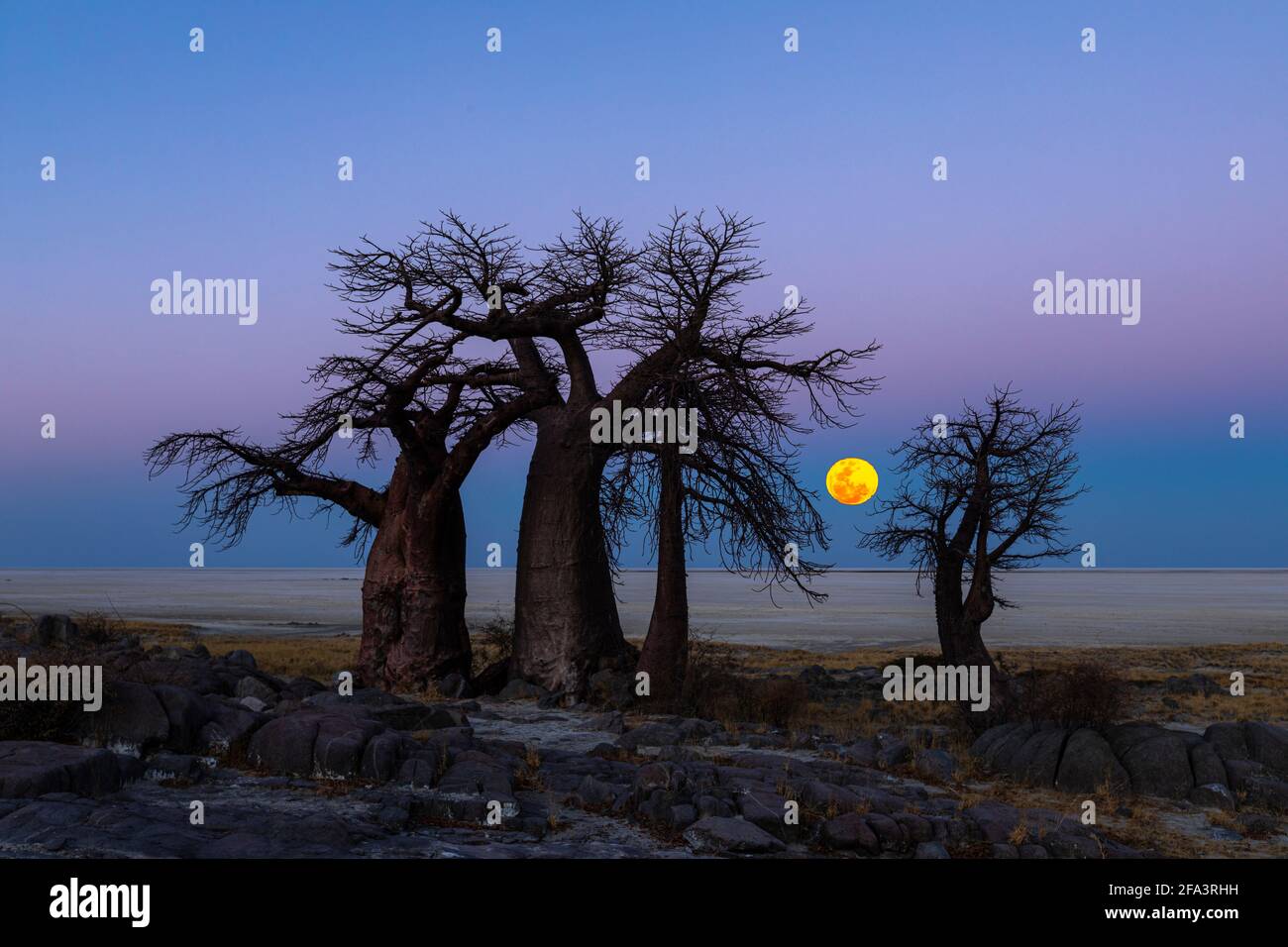 La pleine lune s'élève derrière les baobabs sur l'île de Kubu Banque D'Images