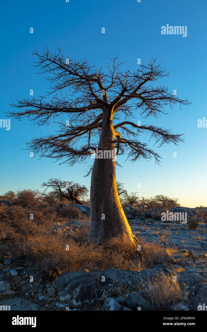 Jeune baobab unique au lever du soleil sur l'île de Kubu Banque D'Images
