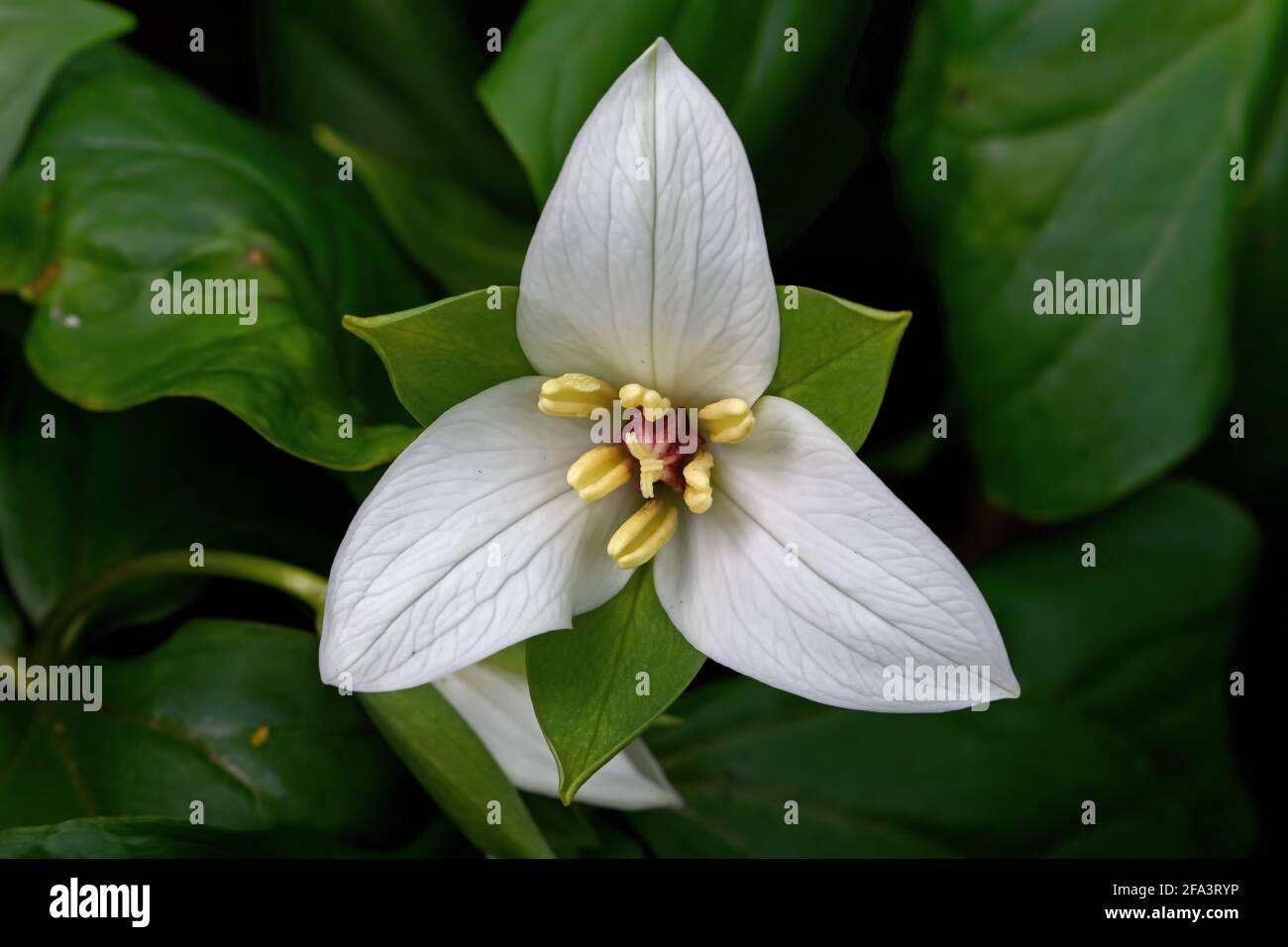 Le Trillium blanc fleuris au début du printemps. Banque D'Images