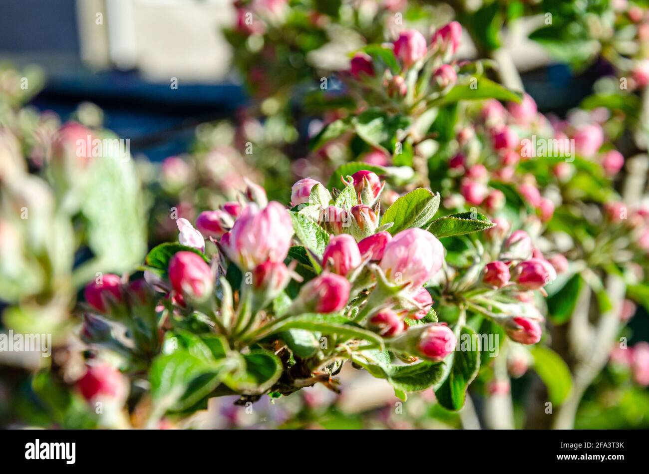 Fleur de pomme et boutons de fleur sur un pommier dans un jardin résidentiel. Banque D'Images