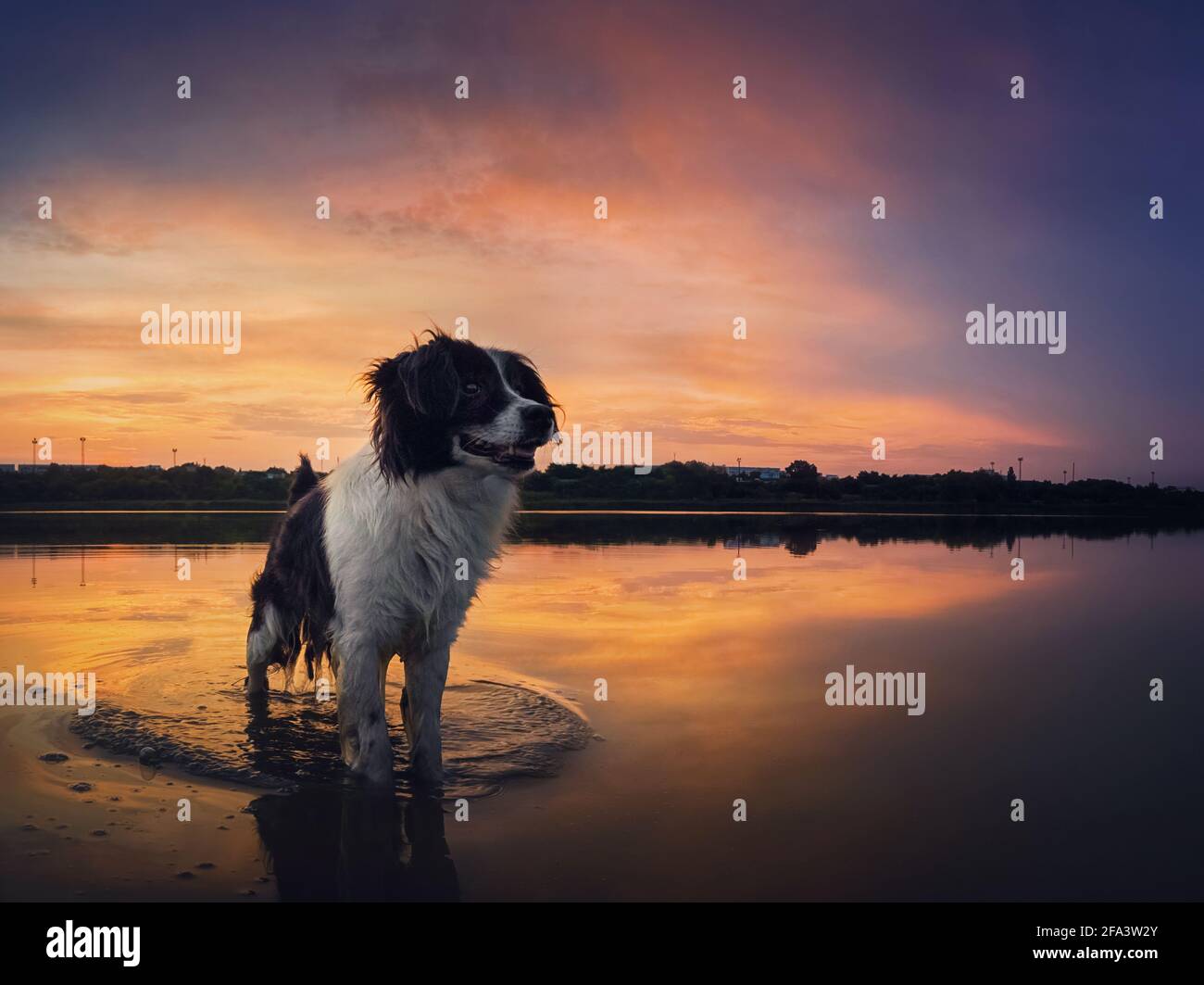 Magnifique coucher de soleil sur le lac. Scène d'aventure en plein air avec un charmant chien rafraîchissant dans l'eau de l'étang. Un animal de compagnie déborde joie profite de la idylle Banque D'Images