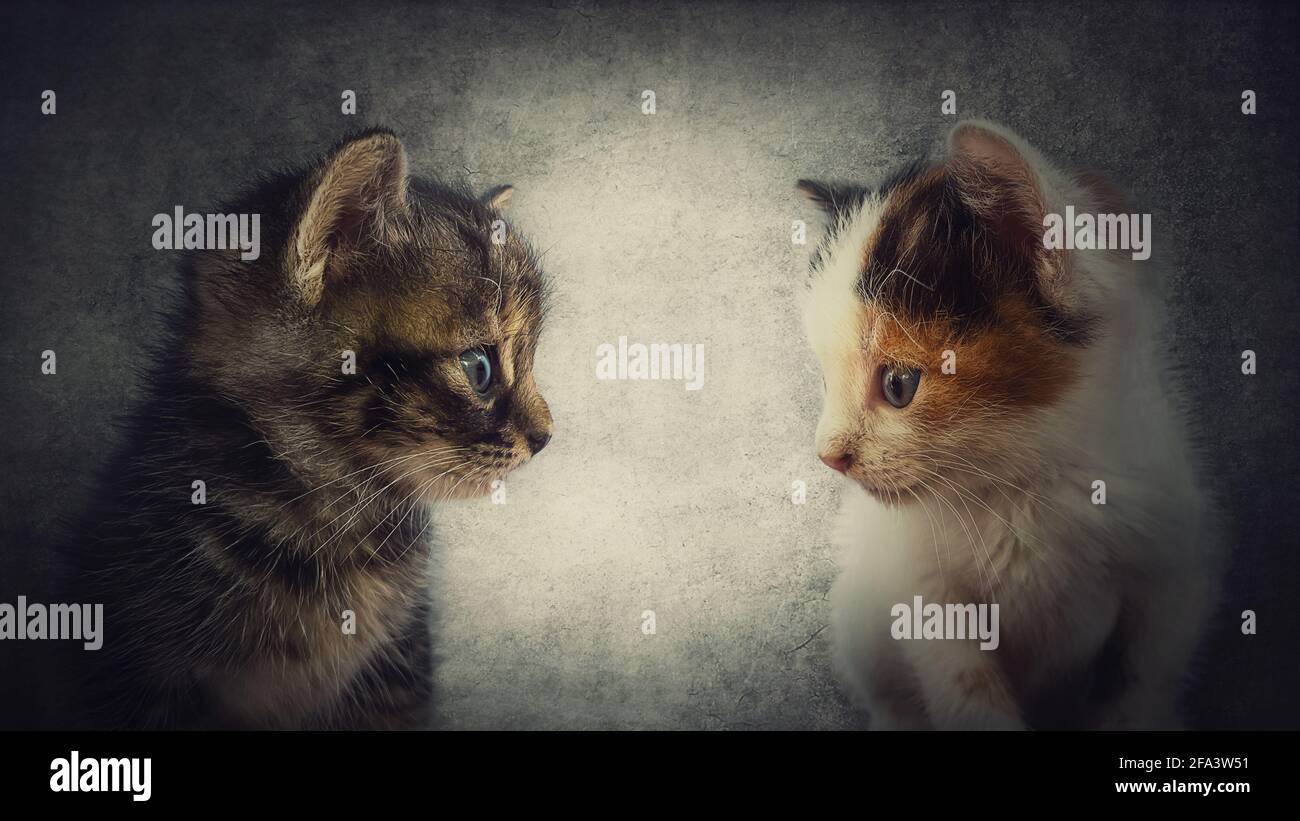 Petits Chats Banque De Photographies Et D Images A Haute Resolution Alamy