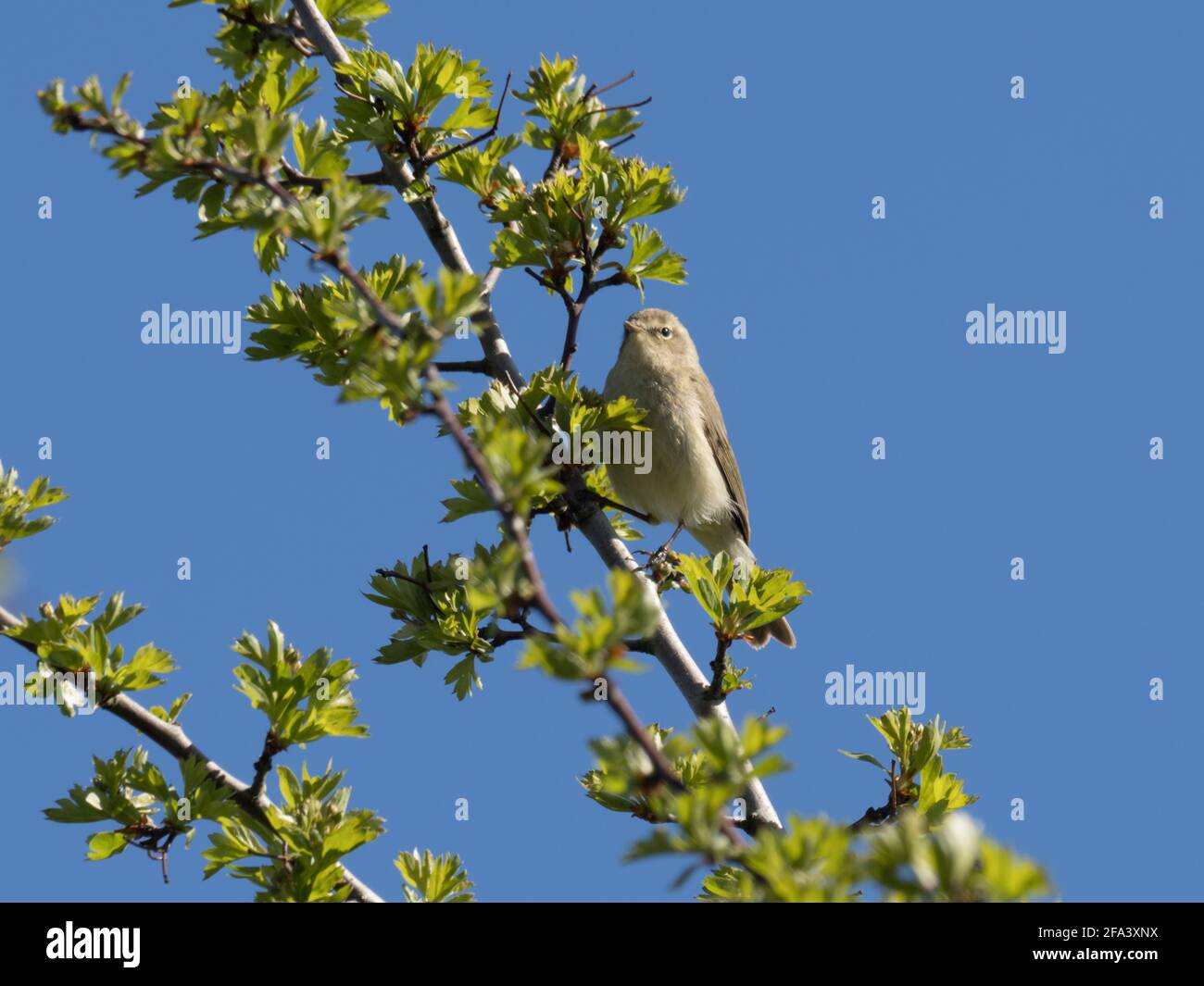 Un mouffpaille à duvet (Phylloscopus collybita), également connu sous le nom de Chifftpaille, arpenge son territoire depuis le sommet d'un Bush de Hawthorn. Banque D'Images