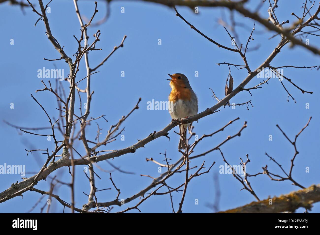 Un robin s'assoit sur un arbre et accueille le printemps avec une chanson. Banque D'Images
