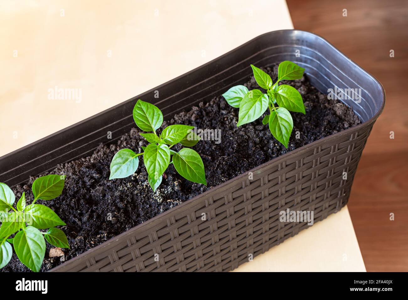Semis de poivrons doux dans un pot de fleurs en plastique, vue de dessus. Banque D'Images