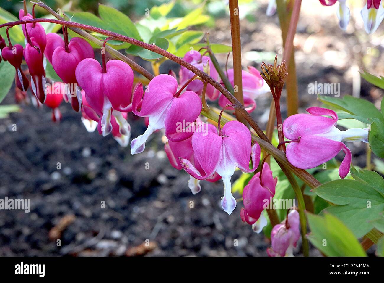 Lamprocapnos spectabilis Dicentra spectabilis – fleurs roses en forme de coeur avec des gouttelettes blanches, avril, Angleterre, Royaume-Uni Banque D'Images