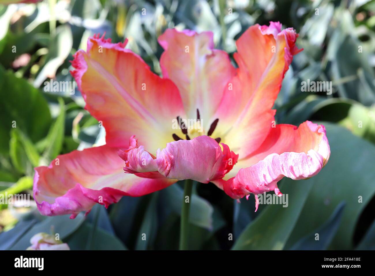 Tulipa gesneriana var dracontia ‘Professeur Rontgen’ Parrot 10 Professeur Rontgen Parrot tulipe - pétales de crème torsadés, marges d'orange, marges roses, Banque D'Images