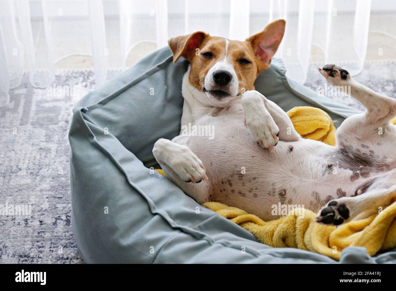 Adorable chien endormi Jack Russel terrier avec de grandes oreilles  reposant sur un lit de chien avec une couverture jaune. Petit chien  adorable avec des taches de fourrure drôles dans une louche