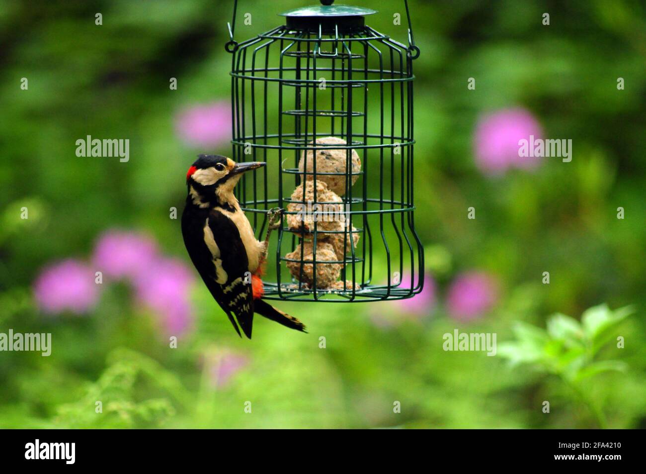 Pic à gros pois sur le mangeoire à oiseaux Banque D'Images