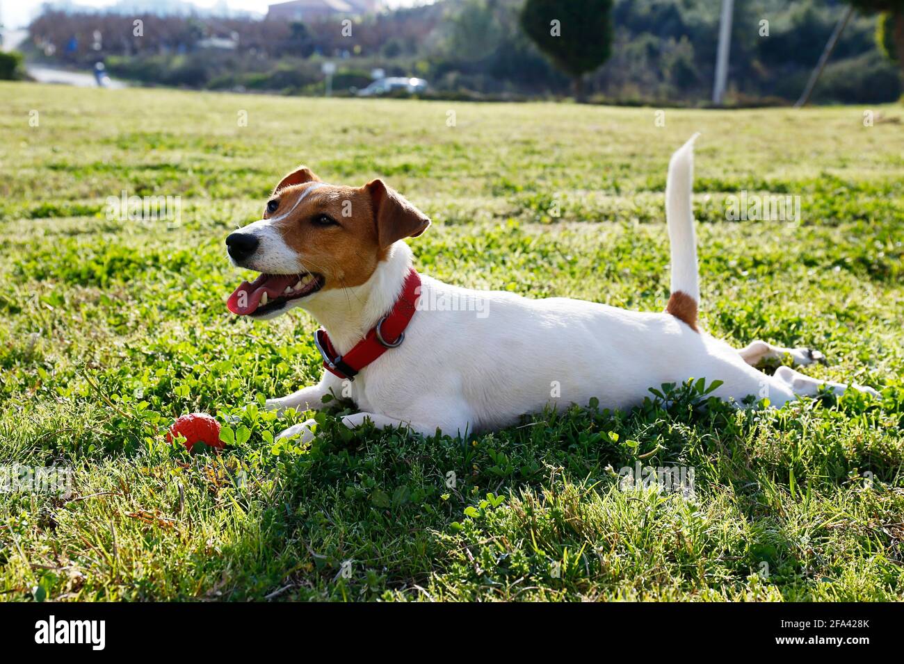 Drôle de petit Jack russell terrier pup jouer avec le ballon dans le parc sur une pelouse juteuse vert. Adorable chien reposant sur une herbe, garde un favori Banque D'Images