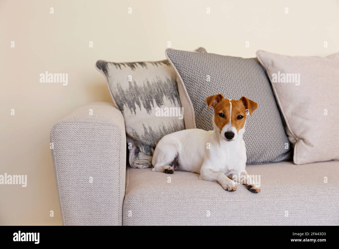 Curieux Jack Russell Terrier chiot regardant l'appareil photo. Adorable chien avec des oreilles pliées, seul sur le canapé à la maison. Vase avec fleurs sur la patte de café Banque D'Images Curieux Jack Russell Terrier chiot regardant l'appareil photo. Adorable chien avec des oreilles pliées, seul sur le canapé à la maison. Vase avec fleurs sur la patte de café Banque D'Images