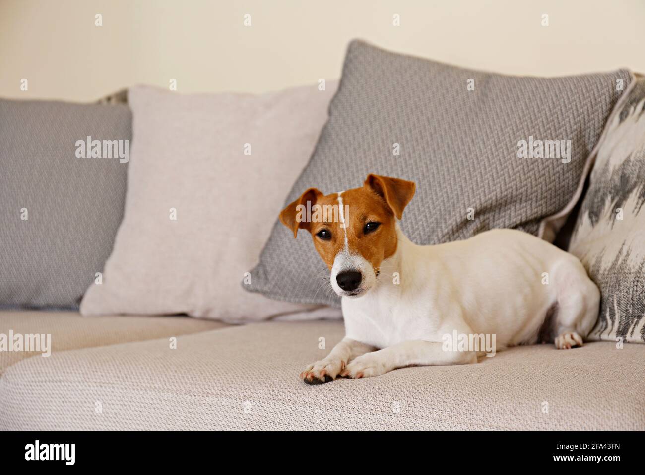 Curieux Jack Russell Terrier chiot regardant l'appareil photo. Adorable chien avec des oreilles pliées, seul sur le canapé à la maison. Vase avec fleurs sur la patte de café Banque D'Images Curieux Jack Russell Terrier chiot regardant l'appareil photo. Adorable chien avec des oreilles pliées, seul sur le canapé à la maison. Vase avec fleurs sur la patte de café Banque D'Images