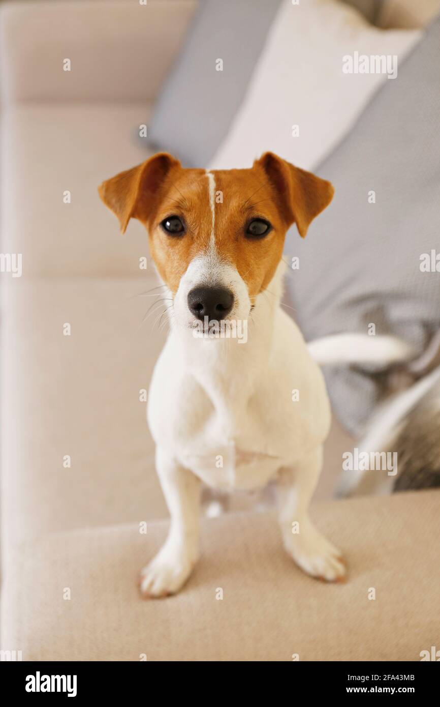 Curieux Jack Russell Terrier chiot regardant l'appareil photo. Adorable chien avec des oreilles pliées, seul sur le canapé à la maison. Vase avec fleurs sur la patte de café Banque D'Images Curieux Jack Russell Terrier chiot regardant l'appareil photo. Adorable chien avec des oreilles pliées, seul sur le canapé à la maison. Vase avec fleurs sur la patte de café Banque D'Images
