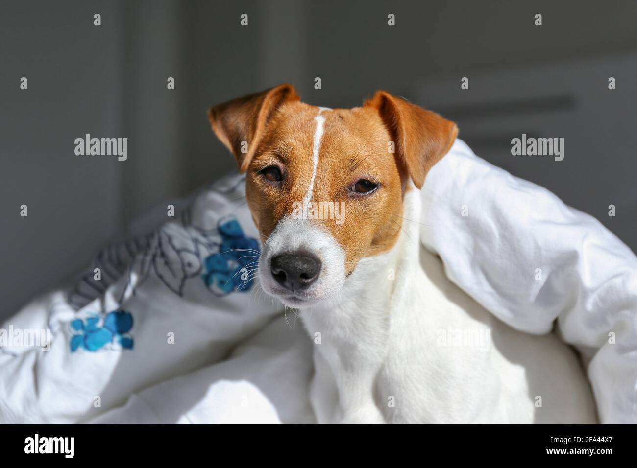 Mignon Jack Russel terrier chiot avec de grandes oreilles assis sur un lit recouvert d'une couverture. Petit chien adorable avec des taches de fourrure drôles dans une position adorable Banque D'Images Mignon Jack Russel terrier chiot avec de grandes oreilles assis sur un lit recouvert d'une couverture. Petit chien adorable avec des taches de fourrure drôles dans une position adorable Banque D'Images