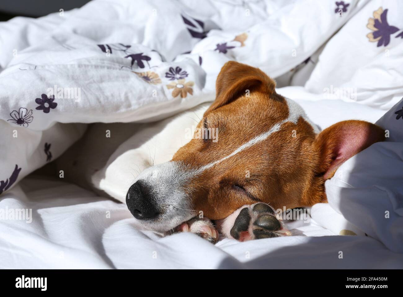 Mignon Jack Russel terrier chiot avec de grandes oreilles dormant sur un lit recouvert d'une couverture. Petit chien adorable avec des taches de fourrure drôles dans un posi adorable Banque D'Images Mignon Jack Russel terrier chiot avec de grandes oreilles dormant sur un lit recouvert d'une couverture. Petit chien adorable avec des taches de fourrure drôles dans un posi adorable Banque D'Images