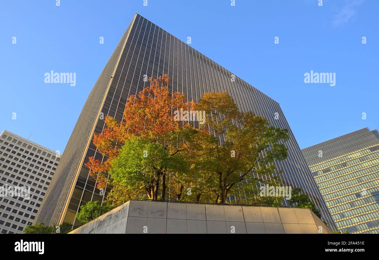 Vue de jour de quelques arbres d'automne dans un élevé jardin urbain avec plusieurs immeubles environnants visibles Banque D'Images