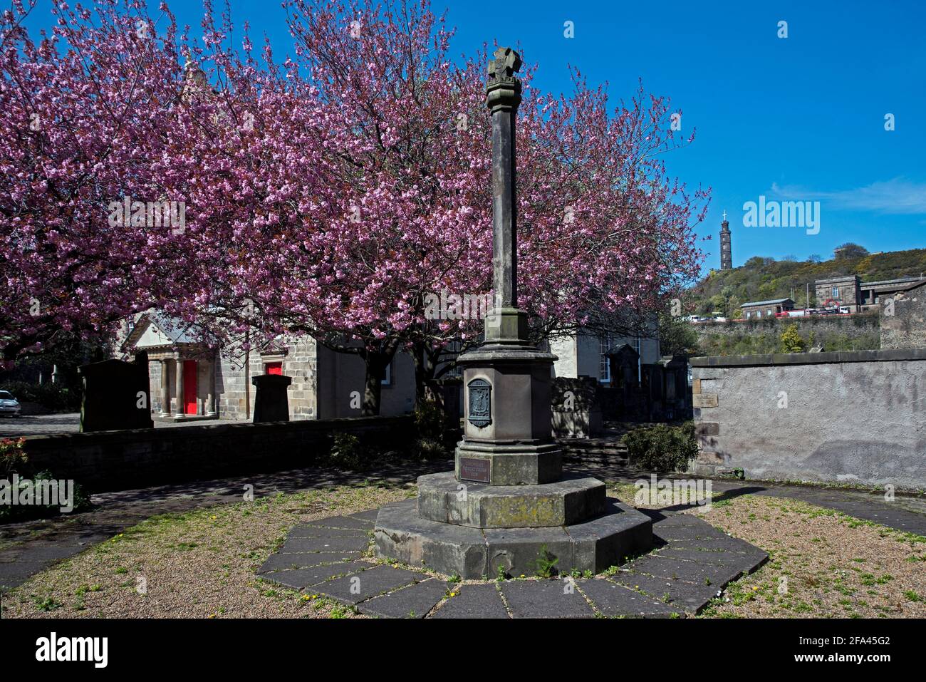 La Croix de Mercat de Canongate datant de 1128 et la fleur de cerisier à Canongate Kirkyard, Édimbourg, Écosse, Royaume-Uni. Banque D'Images