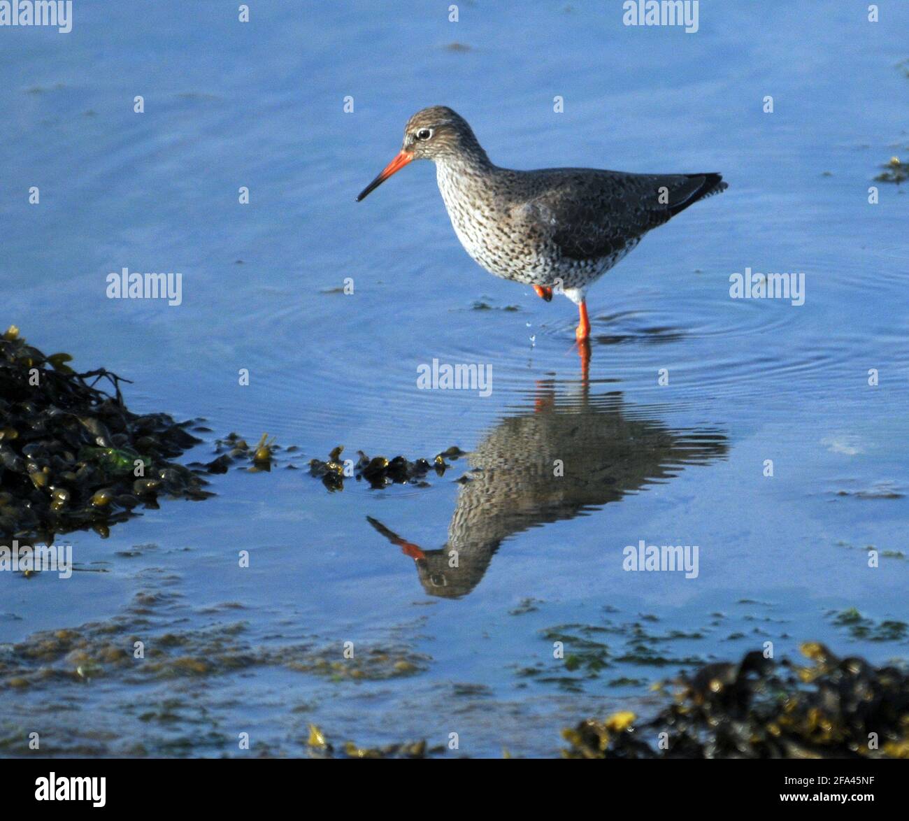 REDSHANK, PORT DE PORTSMOUTH, PORTCHESTER PIC MIKE WALKER 2021 Banque D'Images
