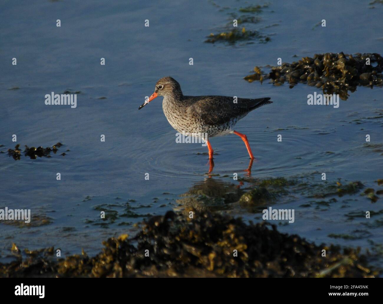 REDSHANK, PORT DE PORTSMOUTH, PORTCHESTER PIC MIKE WALKER 2021 Banque D'Images