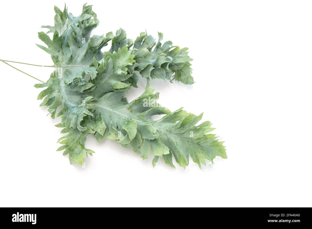 Feuilles de plante tropicale Phlebodium sur fond blanc Banque D'Images