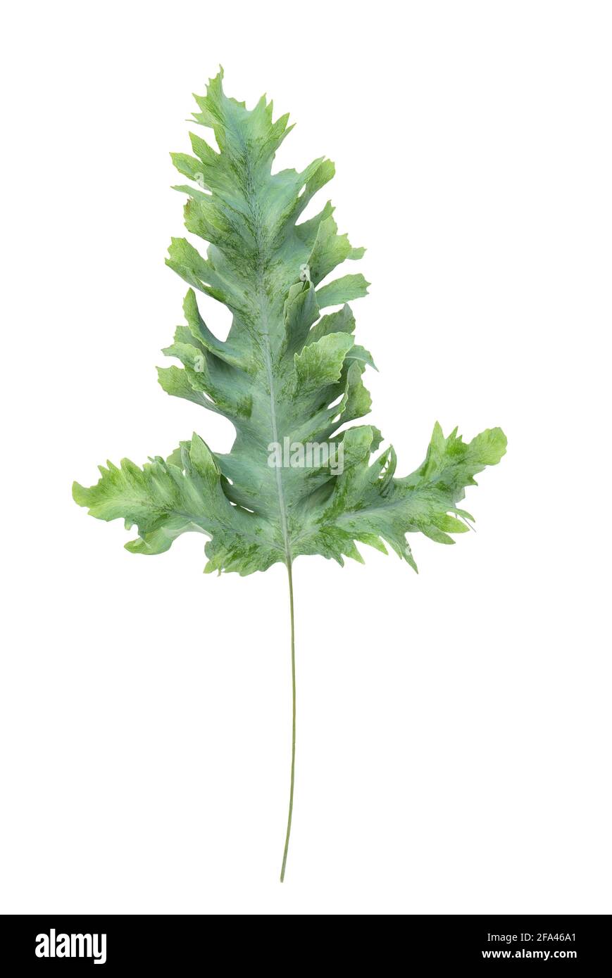 Feuille de plante tropicale Phlebodium isolée sur fond blanc Banque D'Images