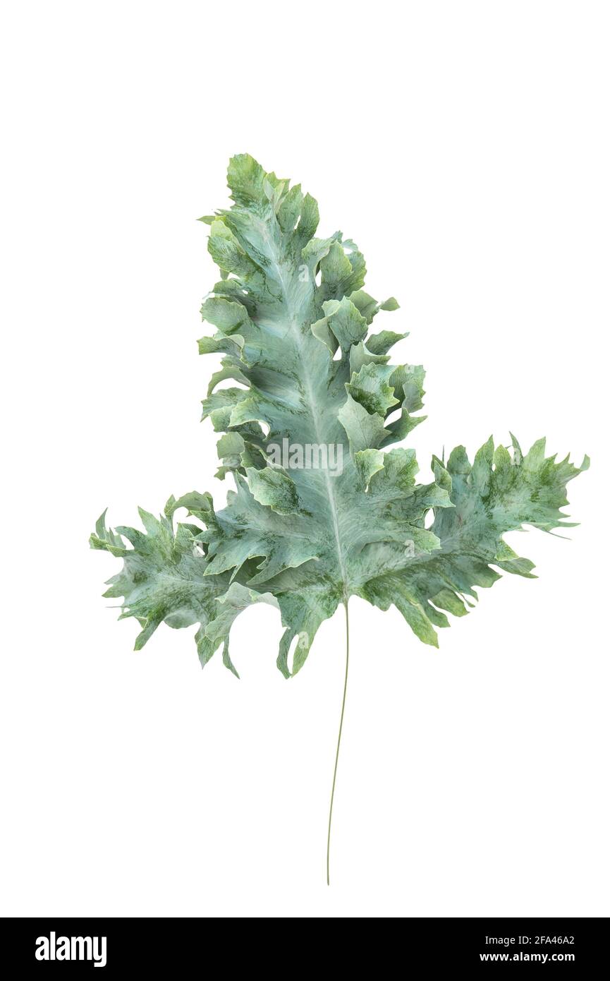 Feuille de Phlebodium verte isolée sur fond blanc Banque D'Images Feuille de Phlebodium verte isolée sur fond blanc Banque D'Images