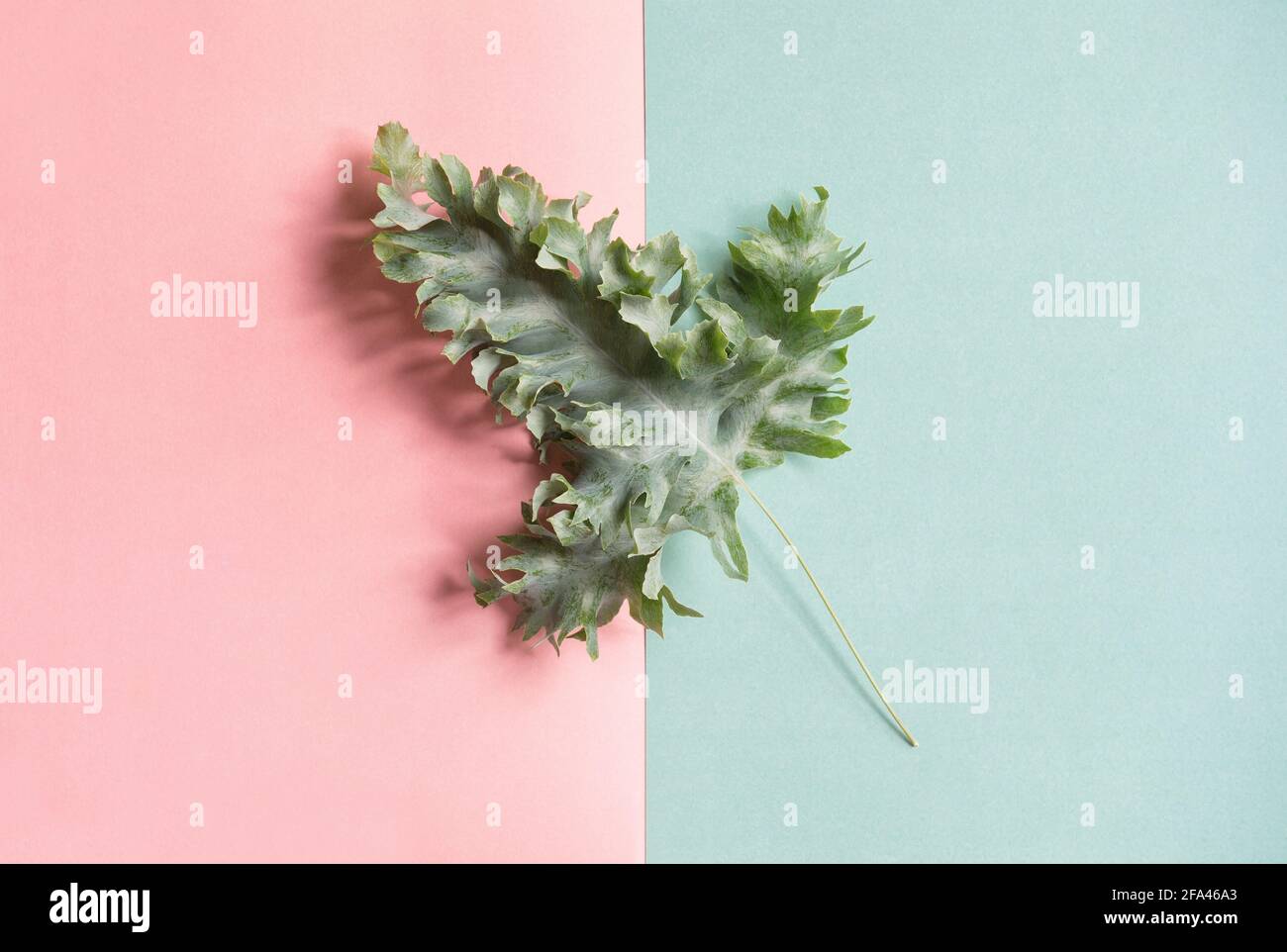 Feuille de Phlebodium verte sur fond bleu rose. Couche plate à motif fleuri minimaliste Banque D'Images