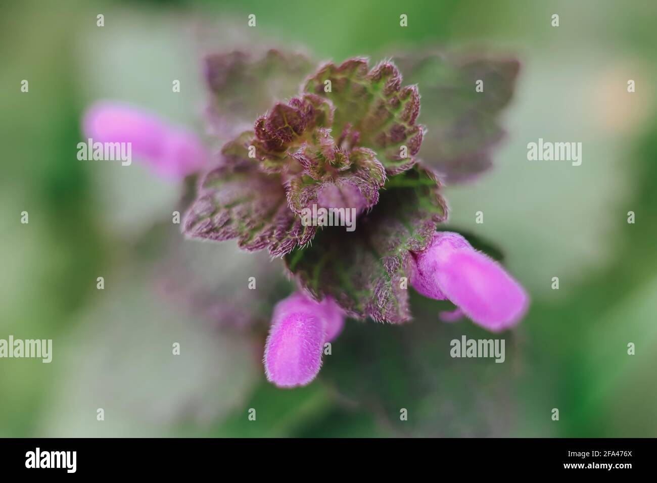 Plante de jardin sauvage pourpre gros plan macro, vert et rose fond de nature, feuilles fluffly, concept de jardinage Banque D'Images