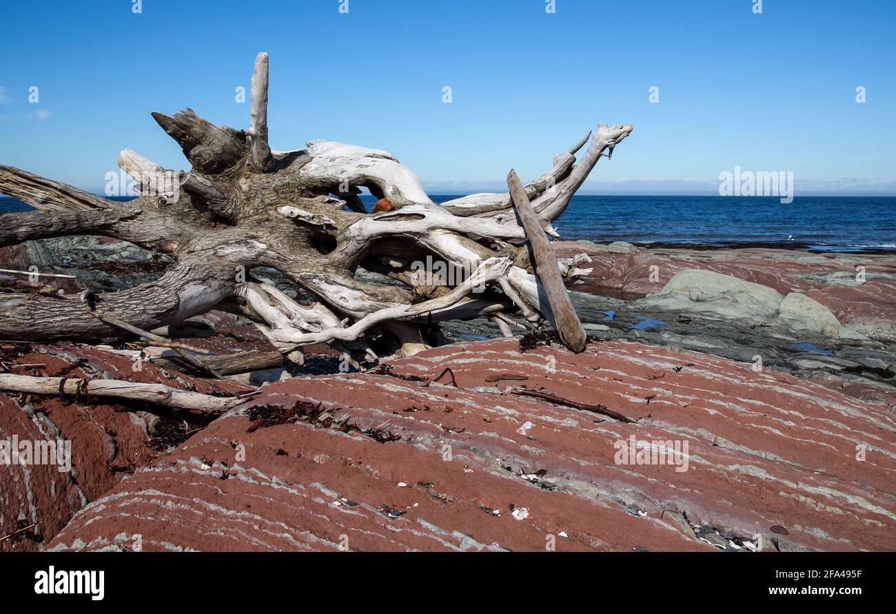 Pile de bois sur une plage rocheuse près de Rimouski en Gaspésie (Québec, Canada) Banque D'Images